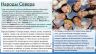 Коренные малочисленные народы России Русский Север_page-0005.jpg